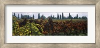 Vineyards with trees in the background, Apennines, Emilia-Romagna, Italy Fine Art Print