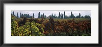 Vineyards with trees in the background, Apennines, Emilia-Romagna, Italy Fine Art Print