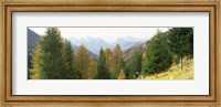Larch trees with a mountain range in the background, Dolomites, Cadore, Province of Belluno, Veneto, Italy Fine Art Print