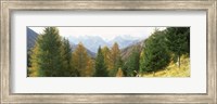 Larch trees with a mountain range in the background, Dolomites, Cadore, Province of Belluno, Veneto, Italy Fine Art Print