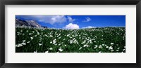 White flowers in a field, French Riviera, Provence-Alpes-Cote d'Azur, France Fine Art Print