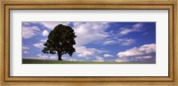 Tree in a field with woman walking along with balloons, Baden-Wurttemberg, Germany Fine Art Print