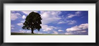 Tree in a field with woman walking along with balloons, Baden-Wurttemberg, Germany Fine Art Print