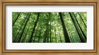 Low angle view of beech trees, Baden-Wurttemberg, Germany Fine Art Print