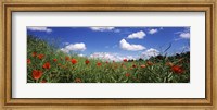 Red poppies blooming in a field, Baden-Wurttemberg, Germany Fine Art Print