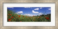 Red poppies blooming in a field, Baden-Wurttemberg, Germany Fine Art Print