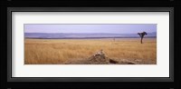 Cheetah (Acinonyx jubatus) sitting on a mound looking back, Masai Mara National Reserve, Kenya Fine Art Print