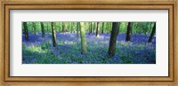 Bluebells in a forest, Charfield, Gloucestershire, England Fine Art Print