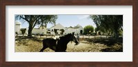 Horse running in an paddock, Gerena, Seville, Seville Province, Andalusia, Spain Fine Art Print