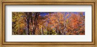 Trees in autumn, Vermont, USA Fine Art Print