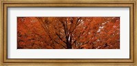 Maple tree in autumn, Vermont, USA Fine Art Print