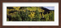 Newlywed couple in a forest, Aspen, Pitkin County, Colorado, USA Fine Art Print