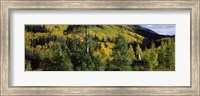 Newlywed couple in a forest, Aspen, Pitkin County, Colorado, USA Fine Art Print