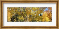 Aspen trees with foliage in autumn, Colorado, USA Fine Art Print