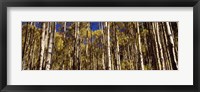 Aspen tree trunks in autumn, Colorado, USA Fine Art Print