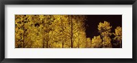 Aspen trees in autumn with night sky, Colorado, USA Fine Art Print