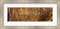 Road in the Forest, Colorado Fine Art Print