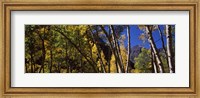 Aspen trees with mountains in the background, Maroon Bells, Aspen, Pitkin County, Colorado, USA Fine Art Print