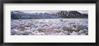 Ice floes in the sea with a glacier in the background, Norway Fine Art Print