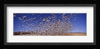 Snow Geest, Bosque del Apache National Wildlife Reserve, New Mexico, USA Fine Art Print