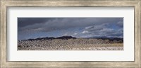Flock of Snow Geese Flying Under a Cloudy Sky, Bosque del Apache National Wildlife Reserve, New Mexico Fine Art Print