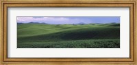 Wheat field on a rolling landscape, near Pullman, Washington State, USA Fine Art Print