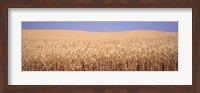 Golden wheat in a field, Palouse, Whitman County, Washington State, USA Fine Art Print