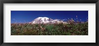 Wildflowers on mountains, Mt Rainier, Pierce County, Washington State, USA Fine Art Print