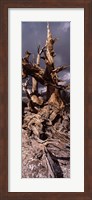Bristlecone pine tree (Pinus longaeva) under cloudy sky, Inyo County, California, USA Fine Art Print