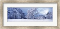 Snow covered oak tree in a valley, Yosemite National Park, California, USA Fine Art Print