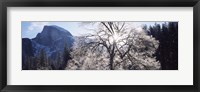 Low angle view of a snow covered oak tree, Yosemite National Park, California, USA Fine Art Print