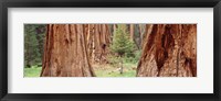 Sapling among full grown Sequoias, Sequoia National Park, California, USA Fine Art Print