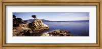Cypress tree at the coast, The Lone Cypress, 17 mile Drive, Carmel, California Fine Art Print