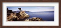 Cypress tree at the coast, The Lone Cypress, 17 mile Drive, Carmel, California Fine Art Print