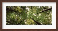 Low angle view of trees with green foliage, Bavaria, Germany Fine Art Print