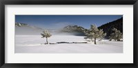 Trees on a snow covered landscape, French Riviera, France Fine Art Print
