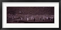 Penguins make their way to the colony, Baily Head, Deception Island, South Shetland Islands, Antarctica Fine Art Print