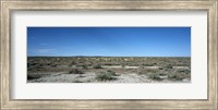 Herd of springboks (Antidorcas marsupialis) grazing in a landscape, Etosha National Park, Kunene Region, Namibia Fine Art Print