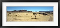 Horse ranch on a homestead, Namibia Fine Art Print
