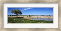 Wild animals at a waterhole, Okaukuejo, Etosha National Park, Kunene Region, Namibia Fine Art Print