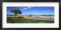 Wild animals at a waterhole, Okaukuejo, Etosha National Park, Kunene Region, Namibia Fine Art Print