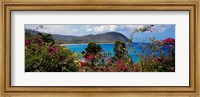 Tropical flowers at the seaside, Deshaies Beach, Deshaies, Guadeloupe Fine Art Print