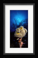 Sea anemone and Allard's anemonefish (Amphiprion allardi) in the ocean Fine Art Print