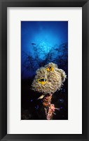 Sea anemone and Allard's anemonefish (Amphiprion allardi) in the ocean Fine Art Print
