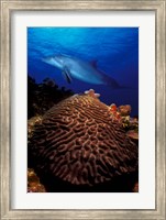 Bottle-Nosed dolphin (Tursiops truncatus) and coral in the sea Fine Art Print