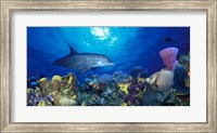 Bottle-Nosed dolphin (Tursiops truncatus) and Gray angelfish (Pomacanthus arcuatus) on coral reef in the sea Fine Art Print