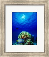Queen angelfish (Holacanthus ciliaris) and Blue chromis (Chromis cyanea) with Black Durgon in the sea Fine Art Print