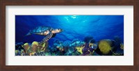 Hawksbill turtle (Eretmochelys Imbricata) and French angelfish (Pomacanthus paru) with Stoplight Parrotfish (Sparisoma viride) Fine Art Print