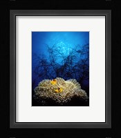 Mat anemone and Allard's anemonefish (Amphiprion allardi) in the ocean Fine Art Print