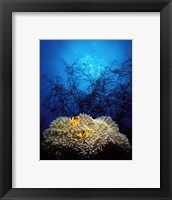 Mat anemone and Allard's anemonefish (Amphiprion allardi) in the ocean Fine Art Print